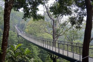 Longest canopy bridge at The Habitat, Penang Hill